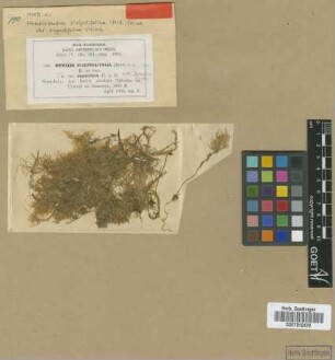 Homaliodendron scalpellifolium (Mitt.) M.Fleisch. var. M.Fleisch. angustifolium[type]