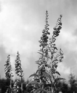 Blumen : Blumen. Fingerhut
