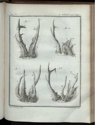 Pl. XXXVI. [bis] Pl. XXXVII.