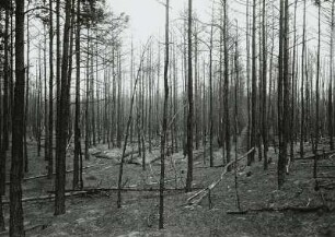 Jagen mit geschädigtem Stangenholz auf entwässertem Terrain