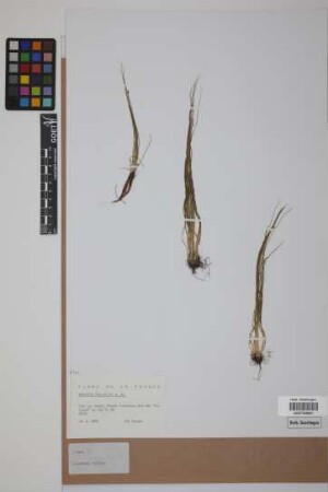 Isoetes velata velata A. Br.