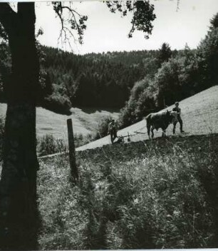 Traditionelle Landwirtschaft im Schwarzwald