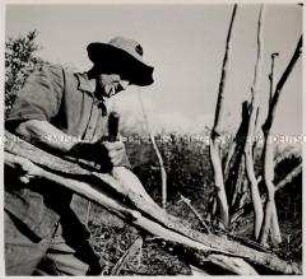 Lohebearbeitung (Ablösen der Rinde vom Holz)