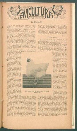 La "Wiandotte" : Avicultura