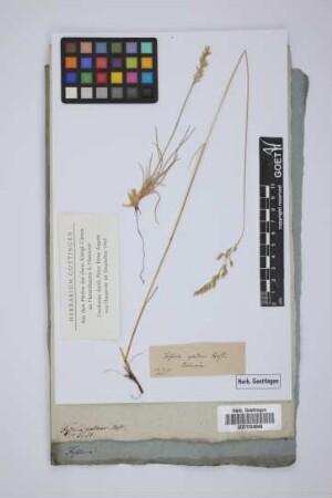 Festuca pallens Host