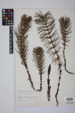 Equisetum telmateia telmateia Ehrh.