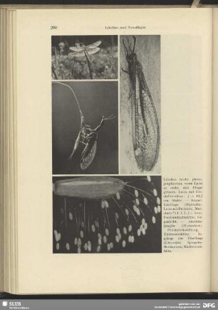 Eingelege der Florfliege (Chrysopa)