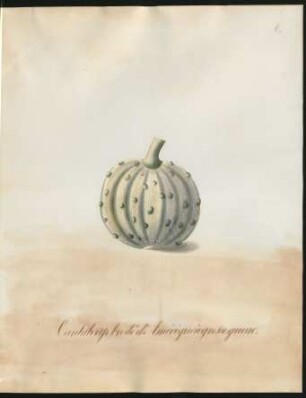 Cantaloup brodé d'Amérique à grosse queue