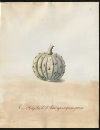 Cantaloup brodé d'Amérique à grosse queue