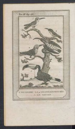 Tafel: 1. Le colibri. 2.3.4. Les oiseaux-mouches. 5. Le toucan