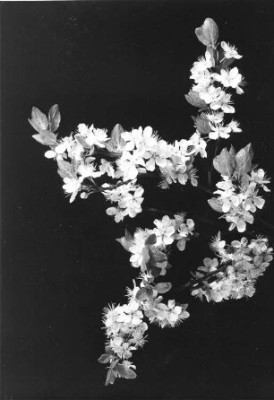 Pflaume, Zwetsche, Blütenzweig - Prunus domestica