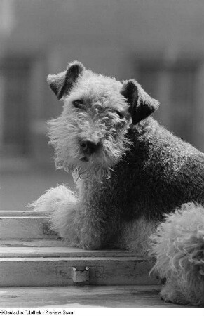 Hund am Fenster