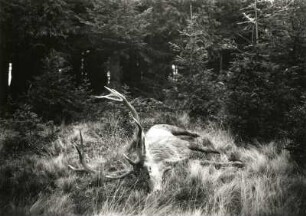 Erlegter Hirsch, Vierzehnender auf einer Waldlichtung liegend. Vermutlich Grillenburger Forst