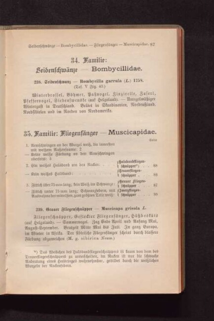 34. Familie: Seidenschwänze - Bombycillidae.