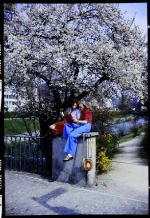 Freiburg: zwei Mädchen am Blütenbaum an der Kaiserbrücke