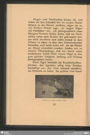 Ringeltaube, Columba palumbus, Linn.