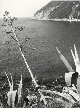 Die Bucht von Moneglia