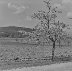 Frühling bei Mehltheuer : Landschaft bei Mehltheuer