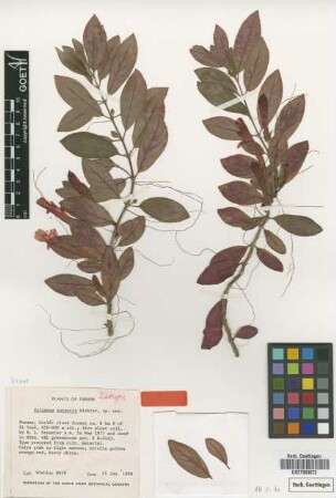 Columnea aurantia Wiehler [isotype]