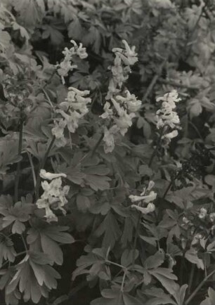 Hohler Lerchensporn (Corydalis cava)