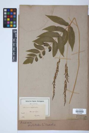 Anemia phyllitidis (L.) Sw.