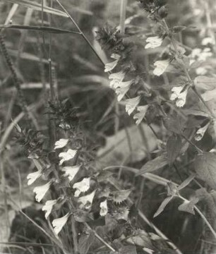 Hain-Wachtelweizen : Königswartha, Hain-Wachtelweizen (Melampyrum nemorosum) in Blüte