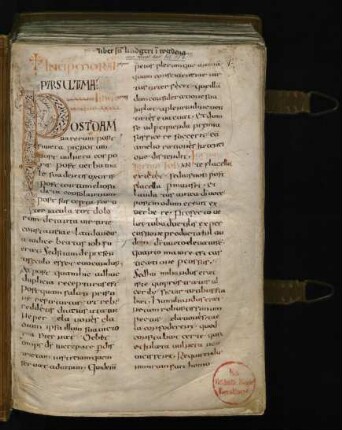 Randleisteninitiale P (mit Ranke, Flechtband und Vogel)