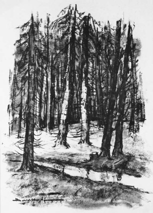 Waldstück mit Fichten und Wasserlauf : Bernkopf, Georg: Waldstück mit Fichten und Wasserlauf. Kohle?, gewischt. Bezeichnet "Bernkopf"