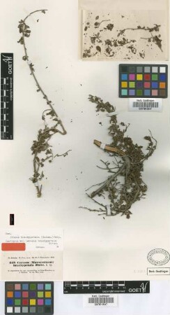 Cerasus brachypetala Boiss. [isotype]