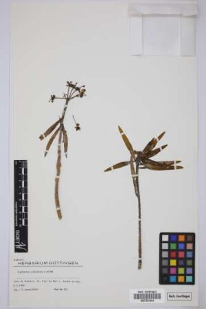 Euphorbia piscatoria Aiton