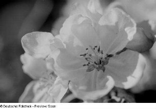Nahaufnahme einer Blüte