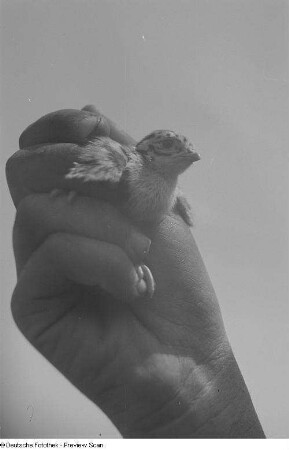 In einer Hand gehaltener Vogel