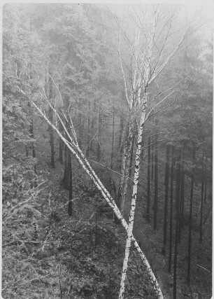Birken vor Laubwald (in der Gegend der Schrammsteine?)