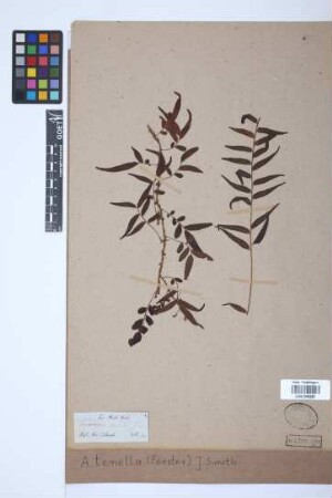 Arthropteris tenella (Forst.) J.Sm.
