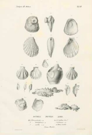 Zoologica II Mollusca 3