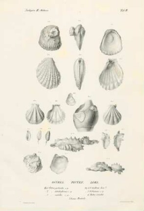Zoologica II Mollusca 3