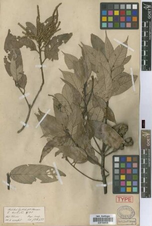 Quercus dealbata Hook.f. & Thomson ex Miq.