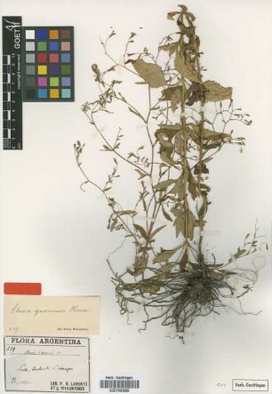 Stevia yaconensis Hieron. [type]