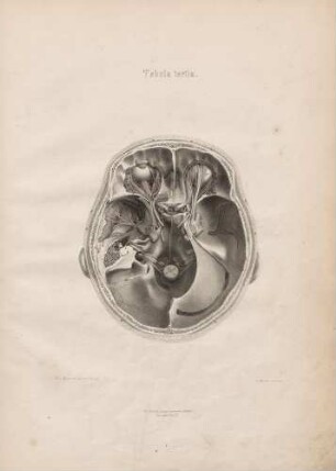 Decursus nervorum cerebri per foramina et canales cranii, per orbitam et fossam temporalem