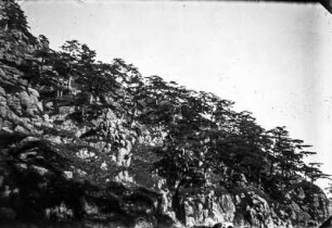 Felswand : Bäume an einer Felswand