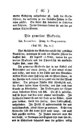 ¬Die¬ gemeine Makrele : Lat. Scomber ; Franz. le Maquereau ; (Taf. III, Fig. 21)