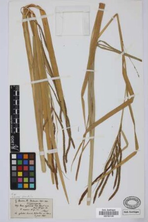 Carex myosuroides Lowe