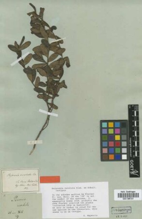 Persoonia revoluta Sieber ex Schult. [isotype]