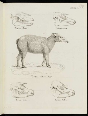 CCCXIX. B. Typirus villosus. Palaeotherium. Tapirus villosus Wagn. Tapirus bicolor. Tapirus Suillus.