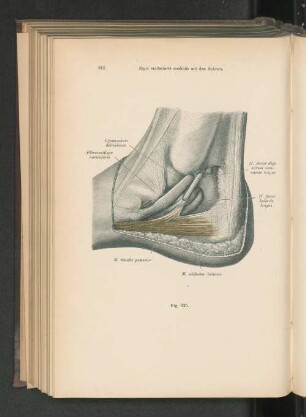 Fig. 625. Regio malleolaris medialis mit den Sehnen.