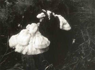 Pilze. Schwefelporling (Polyporus sulphureus)