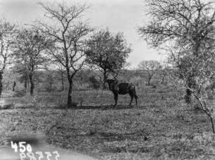 Antilope : Im Krüger-Nationalpark fotografierte, nicht näher benannte Antilopenart.