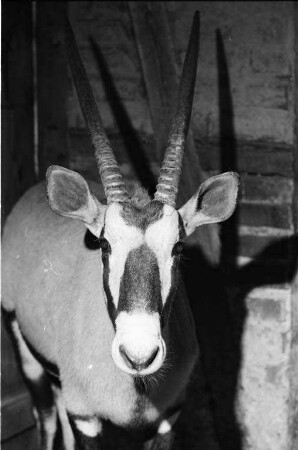 Oryx-Antilope im Karlsruher Zoo.