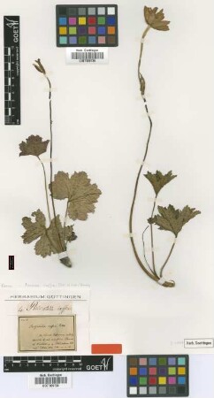 Pulsatilla caffra Eckl. & Zeyh. [isotype]