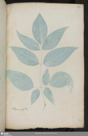 Blatt 181-210
